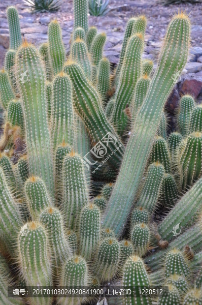 仙人掌