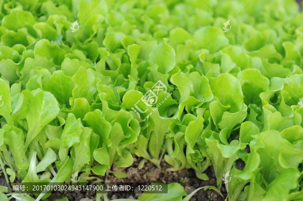 生長(zhǎng)在土壤中的健康生菜