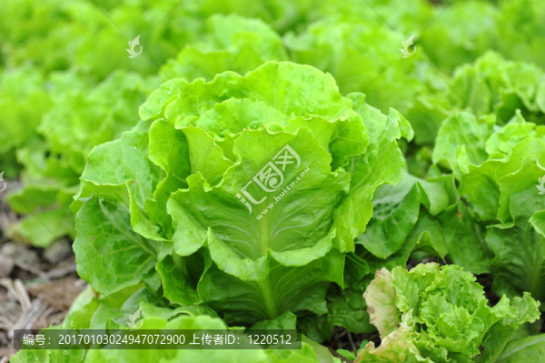 生長(zhǎng)在土壤中的健康生菜