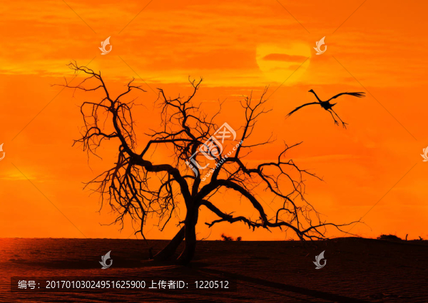蘆葦對(duì)陽(yáng)光與飛行鳥在落日的天空背景