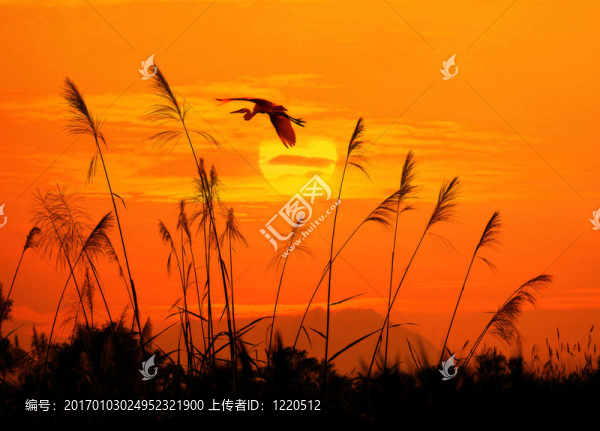 一個(gè)飛行的鳥的日落