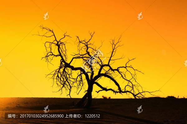 蘆葦對(duì)陽光與飛行鳥在落日的天空背景