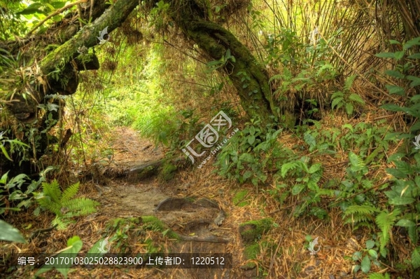 叢林/雨林beremban山-馬來西亞