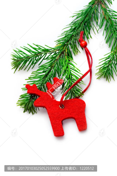 raindeer冷杉孤立在白色