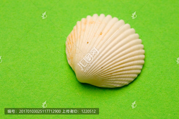 貝殼孤立在綠色背景