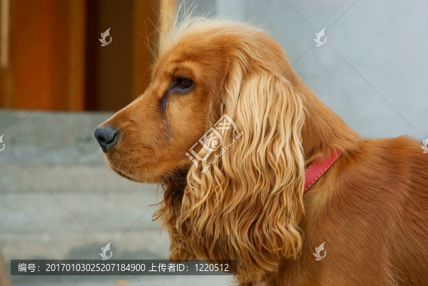 可卡犬