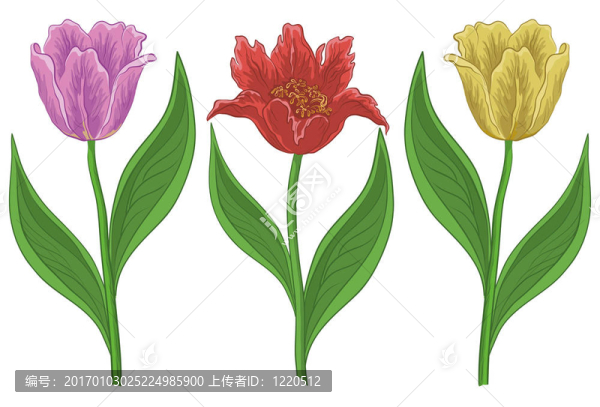 花郁金香2；隔離