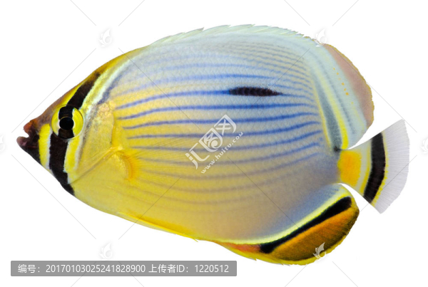 太平洋紅鰭蝴蝶魚(yú)