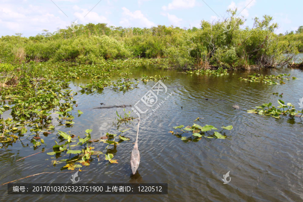 大沼澤地國家公園-美國
