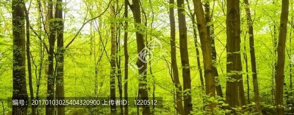 樹-匯圖網(wǎng) www.fosd68.com 樹