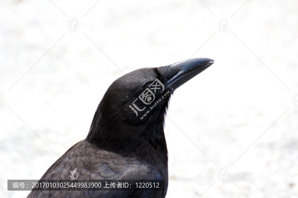 美國(guó)烏鴉近距離觀看