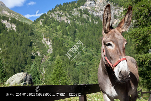 驢特寫