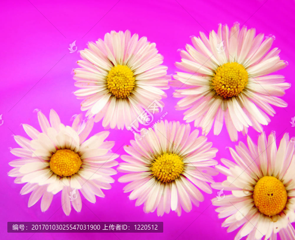 雛菊