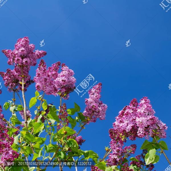 紫色的丁香花