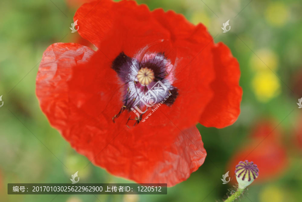 常見的罌粟花