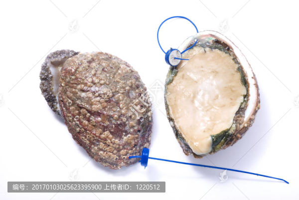鮑魚