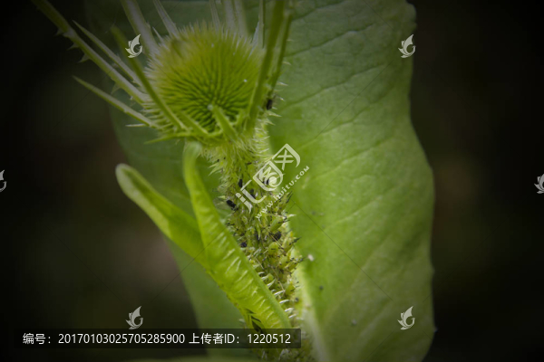 蚜蟲的聚光燈