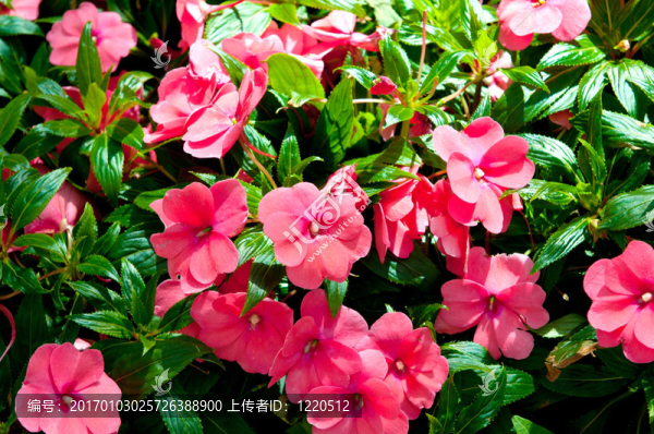 燦爛夏日的花壇