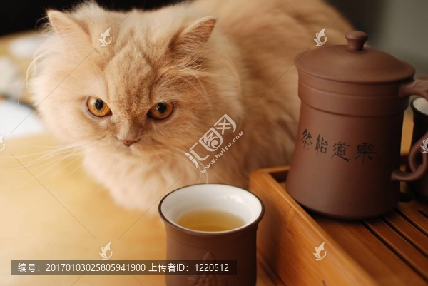 貓坐在中國茶旁邊