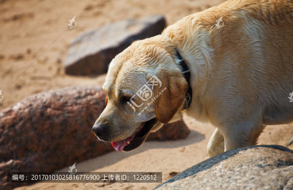 拉布拉多獵犬