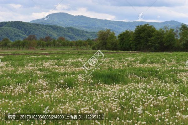 野外的蒲公英