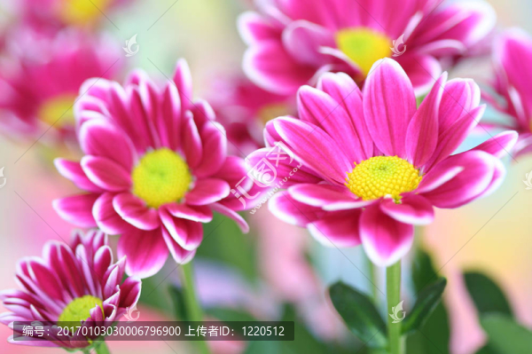 菊花特寫