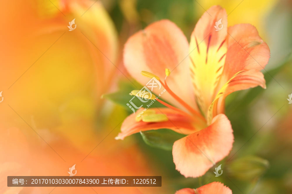 靠近六出花