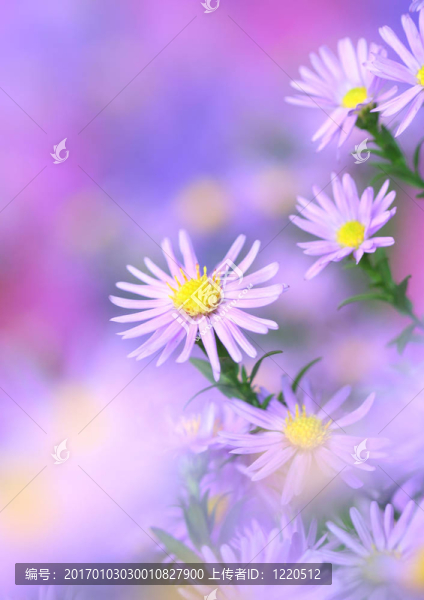靠近洋甘菊