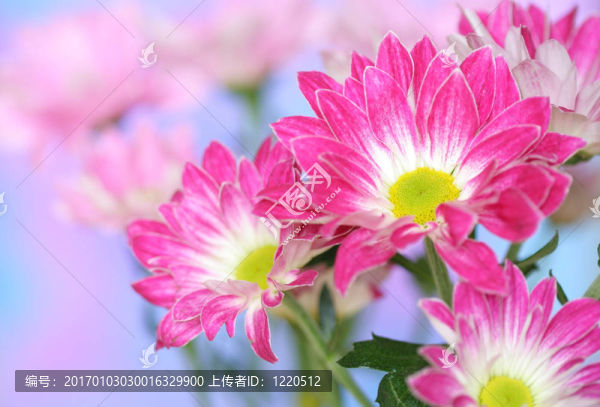 菊花特寫