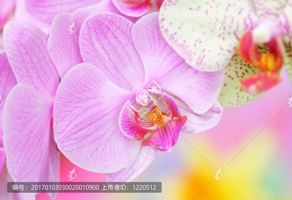蘭花特寫