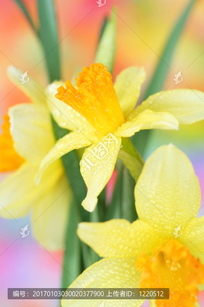 靠近水仙花