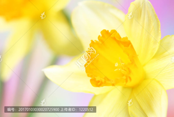 靠近水仙花
