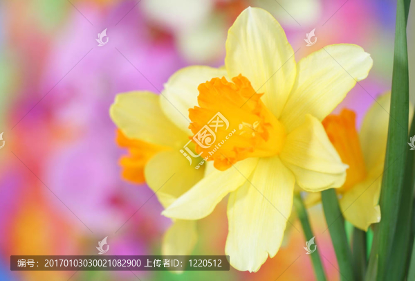 靠近水仙花