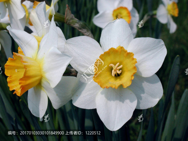 水仙花
