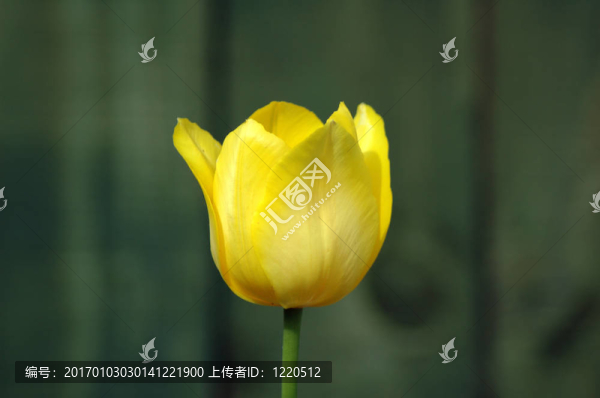 單一的黃色郁金香