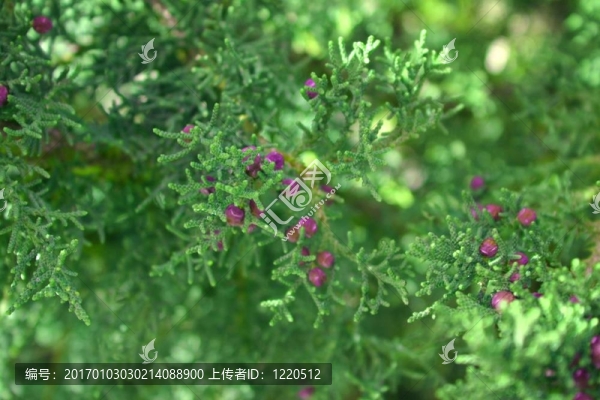 杜松子1