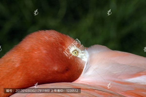 眼的火烈鳥(niǎo)