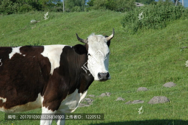 一頭奶牛