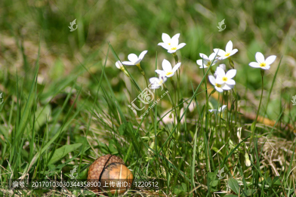 花與Acorn