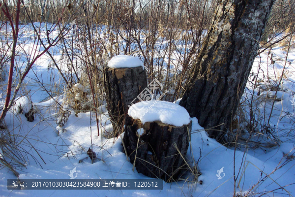 樹樁在雪