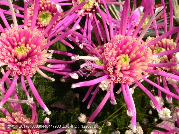 花