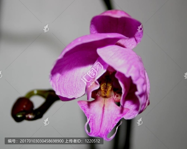 蘭花