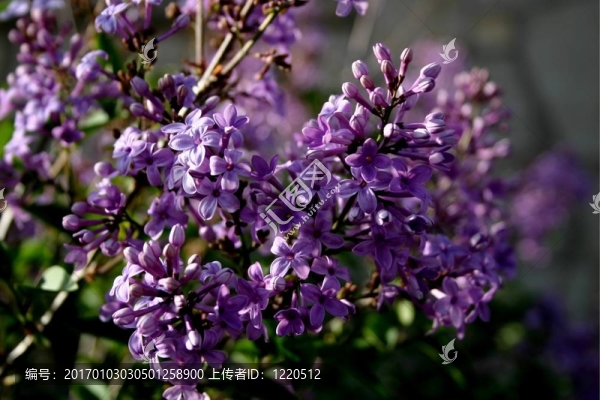 丁香4376-匯圖網(wǎng) www.fosd68.com 丁香4376