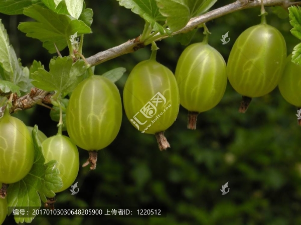 醋栗