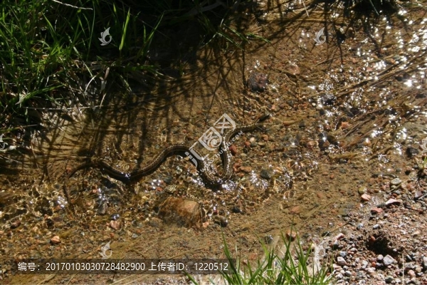 水蛇4450