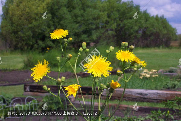 黃色的野花