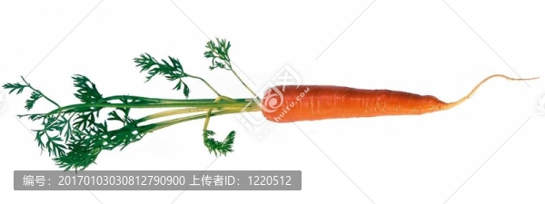 單一的胡蘿卜