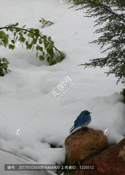 藍(lán)鳥4814