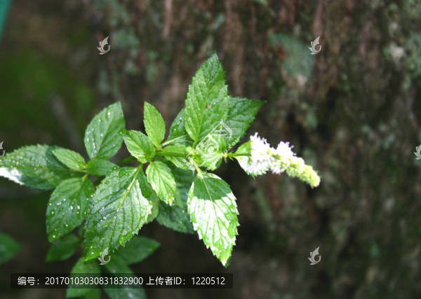 開花的薄荷