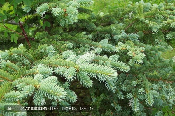 松樹樹干景觀